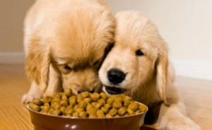 best Dogs Food